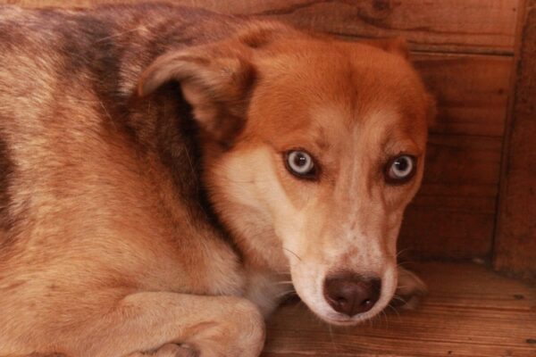 DULCE - reserviert (Betty) - vermittelt – Bild 4