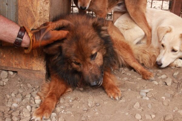 TALUH - reserviert Tierhilfe Lebenswert DR - vermittelt – Bild 5