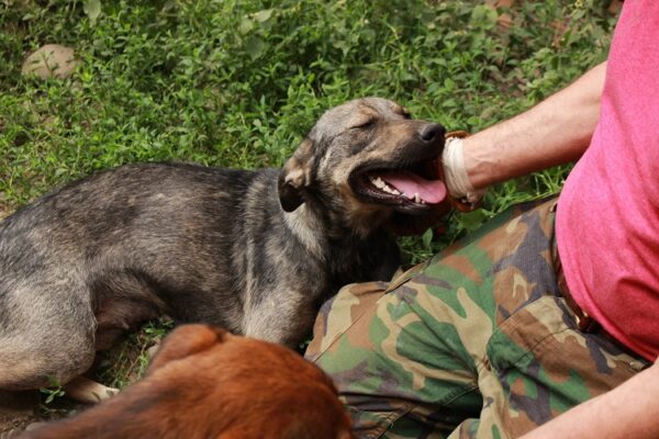 ELANI - reserviert TINO - vermittelt – Bild 4
