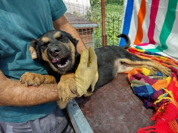 ASKAN - reserviert Manuela - vermittelt – Bild 5