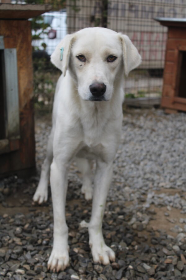 ROMO (♂) – Bild 11