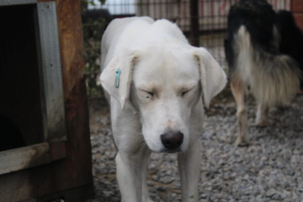 ROMO (♂) – Bild 12