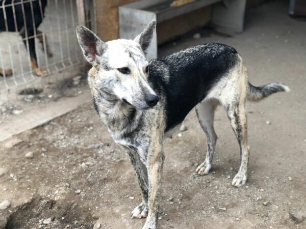 SINJA - reserviert Sasi - vermittelt – Bild 6