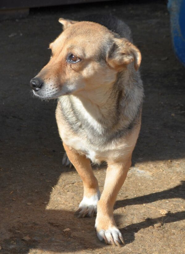 MISHA (♀) – Bild 5