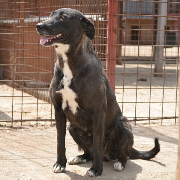 NEGRA (♀) – Bild 2
