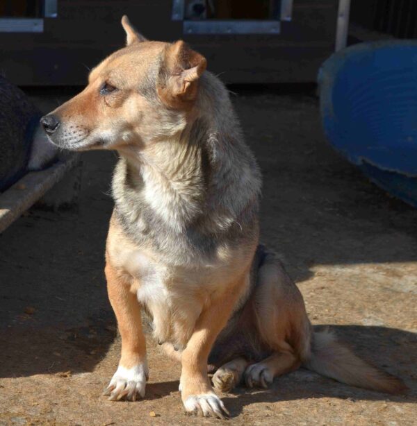 MISHA (♀) – Bild 6