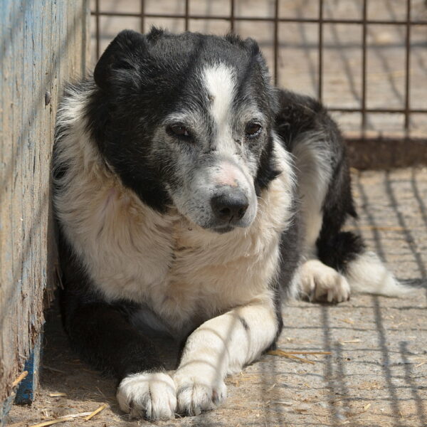 GEOFFREY - vermisst 02/23 – Bild 2