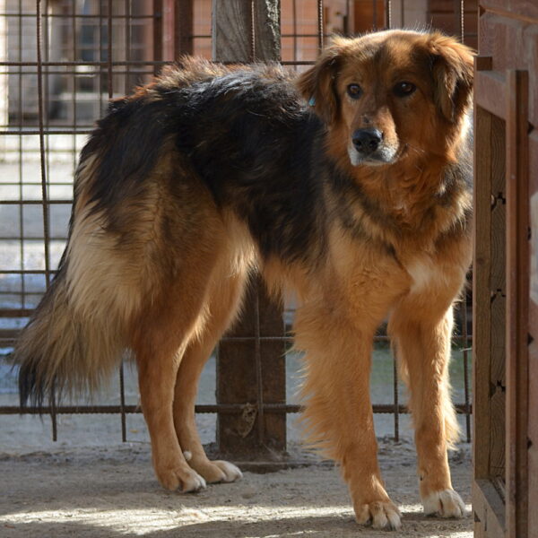 RUBINA (♀) – Bild 4