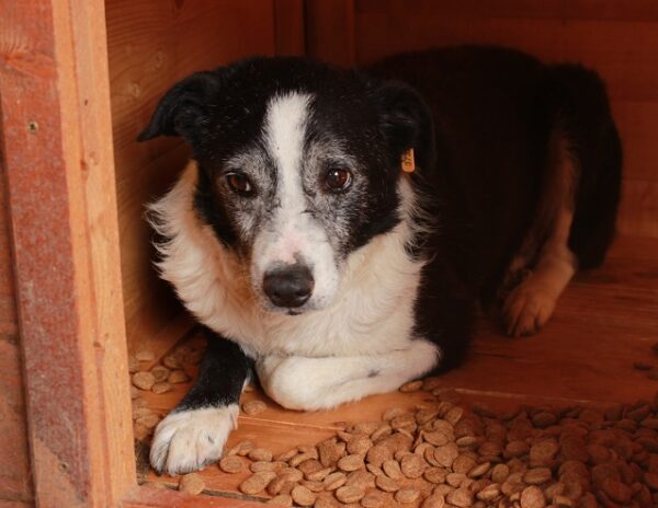 GEOFFREY - vermisst 02/23 – Bild 3
