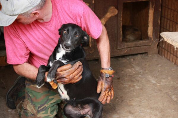 MIA - reserviert Tierhilfe Lebenswert DR - vermittelt