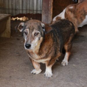 HENRIE - reserviert 4animals - vermittelt