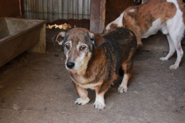 HENRIE - reserviert 4animals - vermittelt