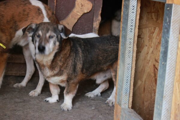 HENRIE - reserviert 4animals - vermittelt – Bild 3
