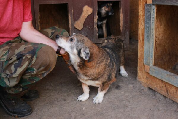HENRIE - reserviert 4animals - vermittelt – Bild 4