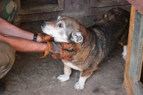HENRIE - reserviert 4animals - vermittelt – Bild 2