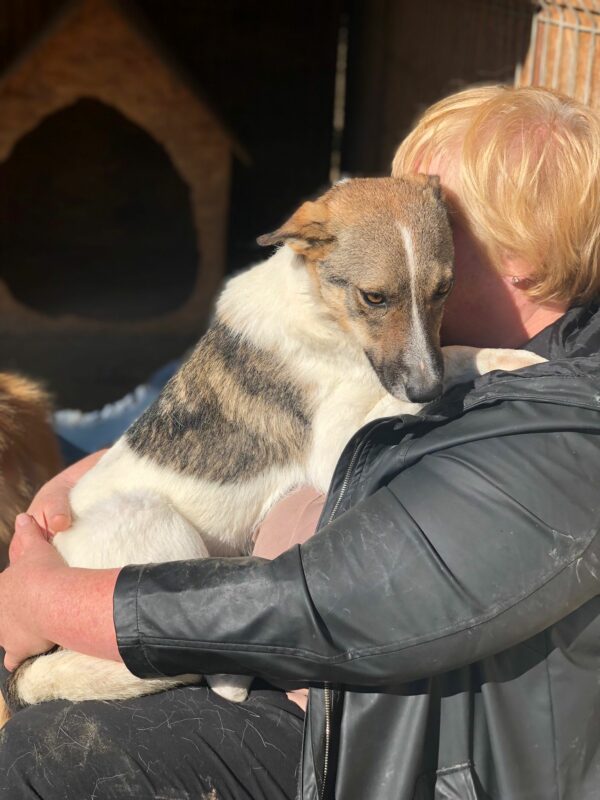 KARI - reserviert Tierhilfe Lebenswert vermittelt – Bild 2