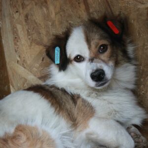 JUNUS - reserviert Second Chance Dogs - vermittelt