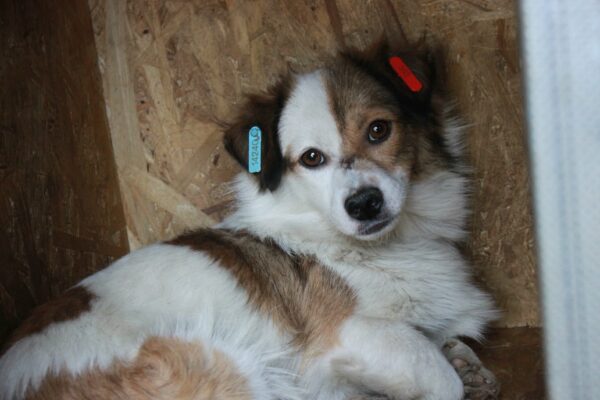 JUNUS - reserviert Second Chance Dogs - vermittelt