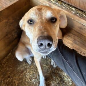 MOJO (♂) - seit 2021 im Shelter - vermittelt Betty