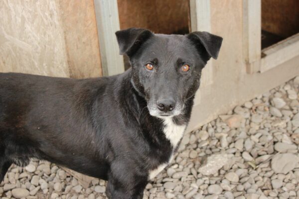 WATSON (♂) - seit mind. 2021 im Shelter - ausgereist zur Tierhilfe Lebenswert DR 04.07.25 – Bild 9