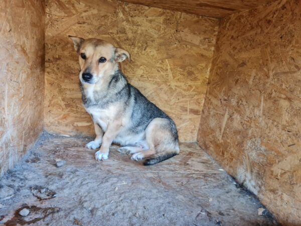 MISHA (♀) – Bild 11