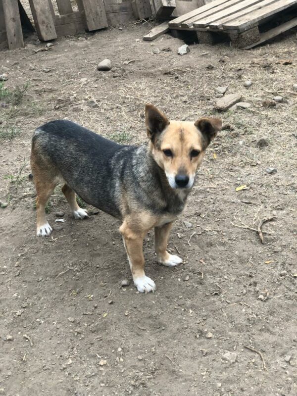 MISHA (♀) – Bild 2