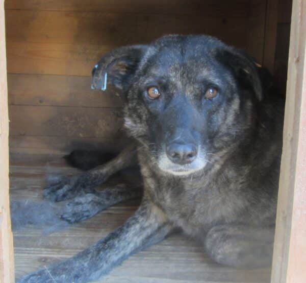 ENYA (♀) – Bild 9