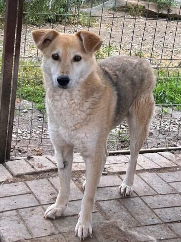 SANTOS (♂) – Bild 4