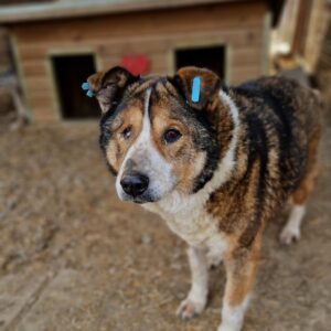 RODNEY - rechtes Auge fehlt - reserviert Manuela vermittelt