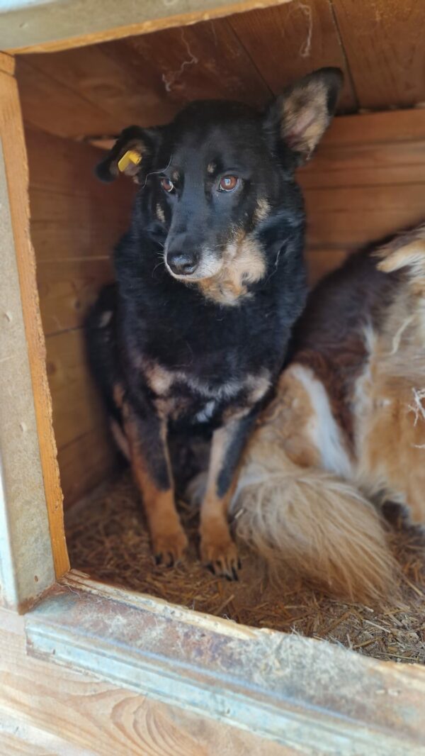 JAMESON (♂) - als GPH auf PDR PS (NE) – Bild 10