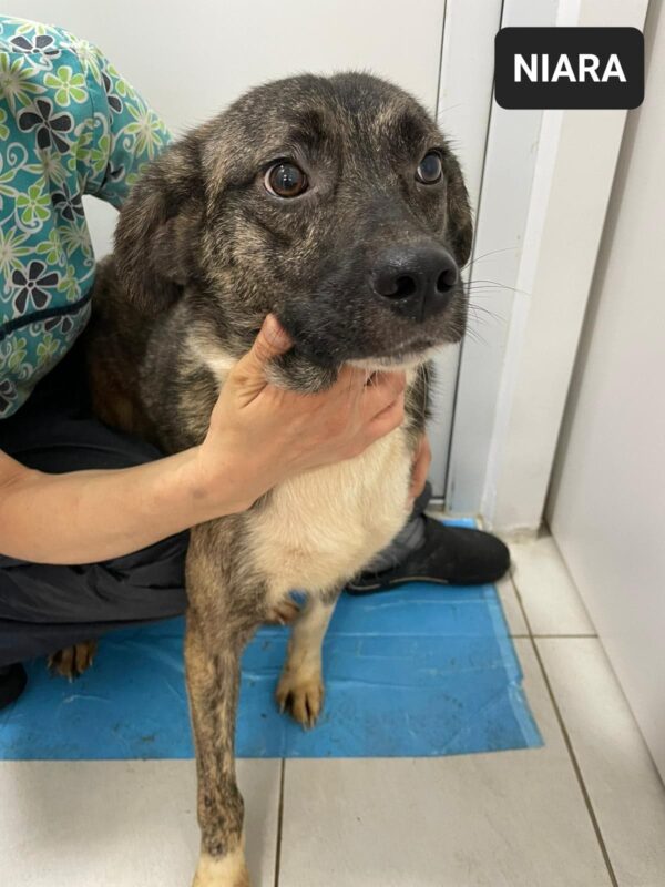 NIARA - reserviert Tierhilfe Lebenswert DR - vermittelt – Bild 3