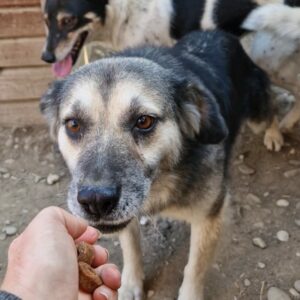 QUEENIE - reserviert Tierhilfe Lebenswert DR - vermittelt