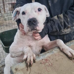 SUNNY - Dogo Argentino - reserviert TH Filderstadt - vermittelt