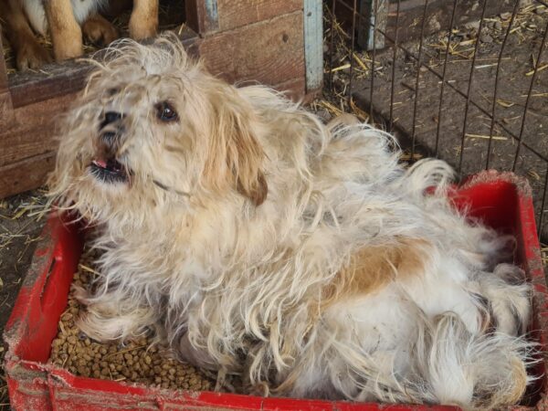CODY (♂) - ausgereist zum TH Gelnhausen (AL) – Bild 24