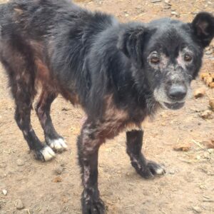 JOSEFINE - Notfall-Oma - starke Hautprobleme - reserviert Betty - vermittelt