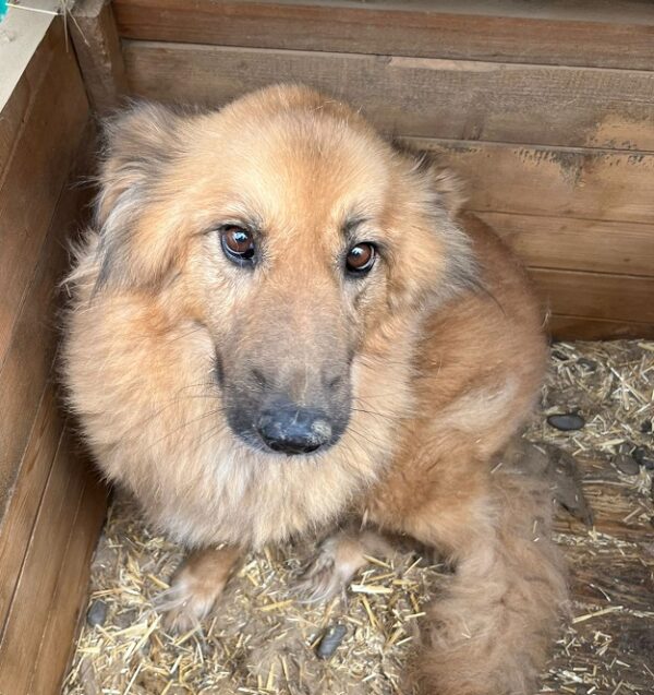 MASHA - seit mind. 2019 im Shelter - vermittelt LS – Bild 2