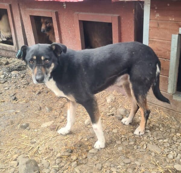 CALUA (♀) – Bild 9