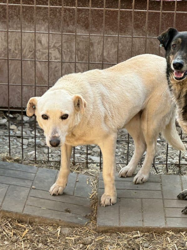 SINITA (♀) – Bild 9