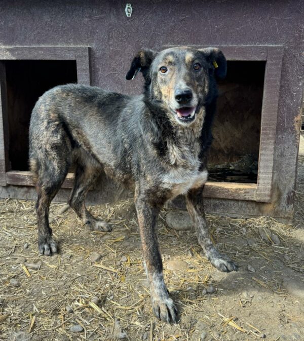 TALILA (♀) - seit Anfang 2021 im Shelter – Bild 13