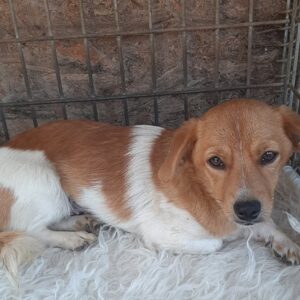 MIMI - auf Pflegestelle in PLZ 4 *vermittelt*