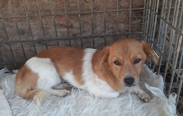 MIMI - auf Pflegestelle in PLZ 4 *vermittelt*