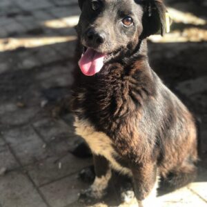 DANNY - auf Pflegestelle in PLZ 4 *vermittelt*
