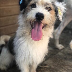 NOXI - reserviert TINO - vermittelt