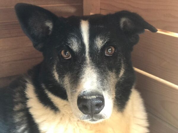 GUSS (♂) – Bild 3