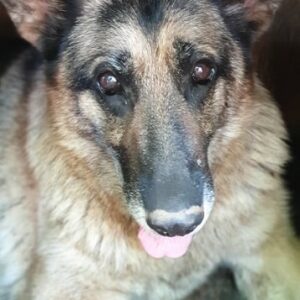 MONNA - reserviert Betty - vermittelt