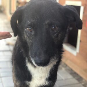 LUNIS - reserviert Manuela - vermittelt