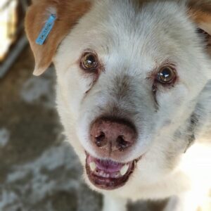 MAXIE - reserviert Tierschutzteam Europa - vermittelt
