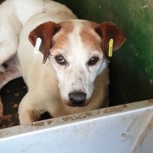 ANNIA - zu dünn - reserviert Tierschutzteam Europa - vermittelt
