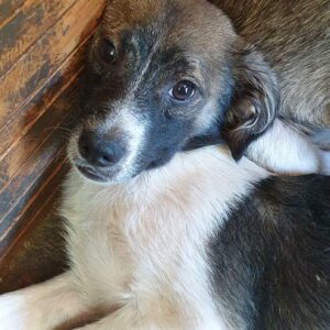 PERCY - reserviert TINO - vermittelt