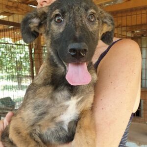 LEMMY - reserviert (Betty) - vermittelt